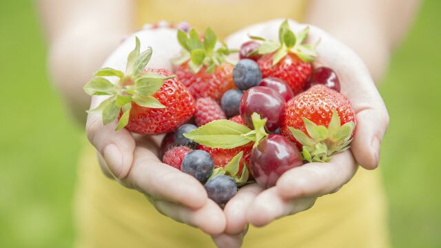 manos sosteniendo frutos rojos